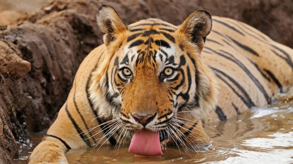 चितवन र पर्सा राष्ट्रिय निकुञ्जमा आजदेखि बाघ गणना