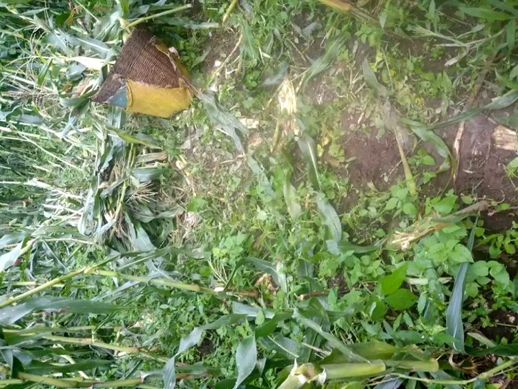 बैतडीमा जंगली जनावरले बर्खेबाली नष्ट गर्न थालेपछि किसान चिन्तित