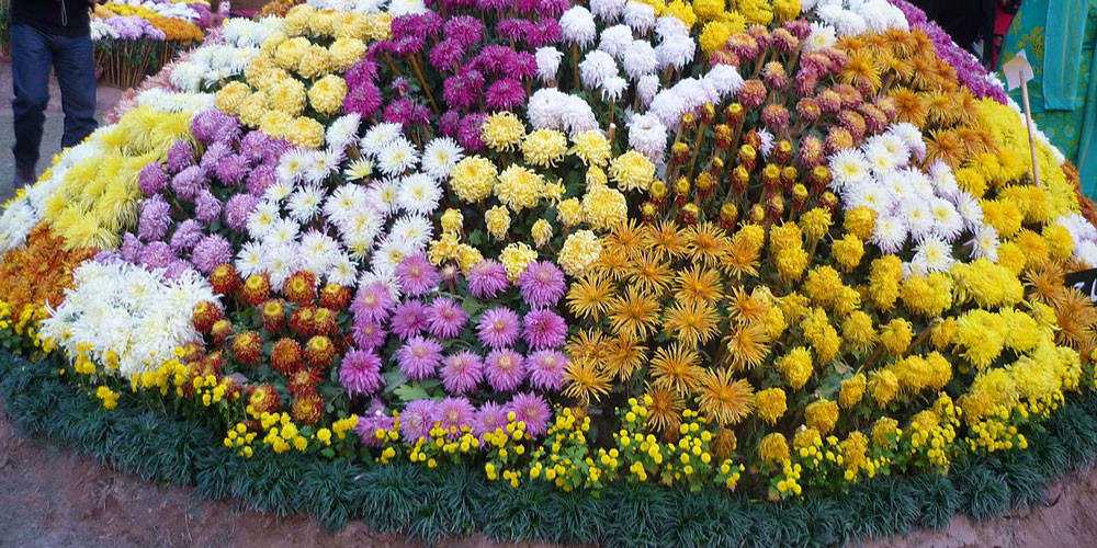 फूल प्रदर्शनीमा ३३ लाखको कारोवार